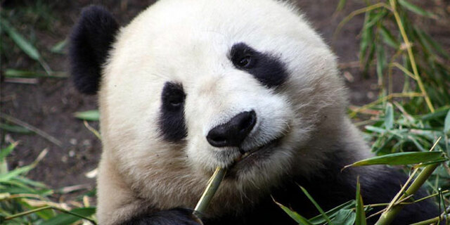 Всемирный день исчезающих видов