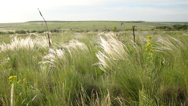 День степи в Украине
