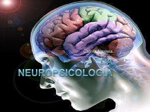El área del campo de estudio de la neuropsicología