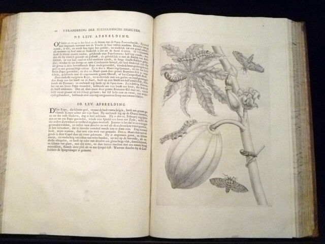 Maria Sibylla Merian Publishes Metamorphosis insectorum Surinamensium