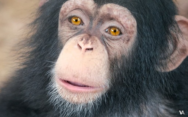 Charles Sibley and Jon Ahlquist