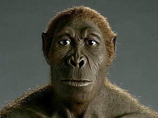 Homo habilis