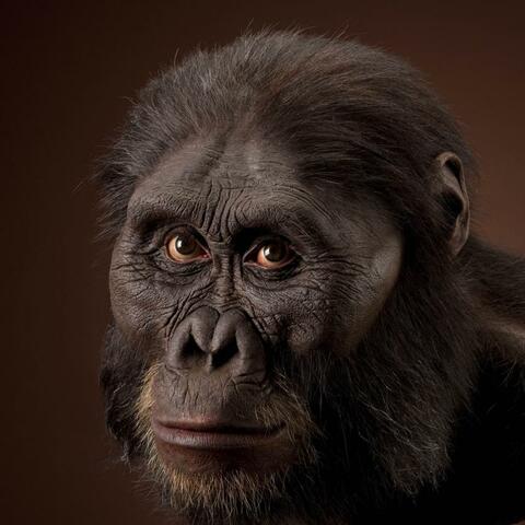 Australopithecus