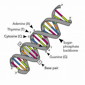 DNA structure discovered