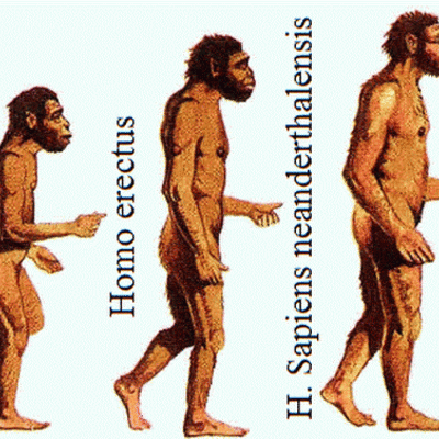 Timeline: La evolución del hombre