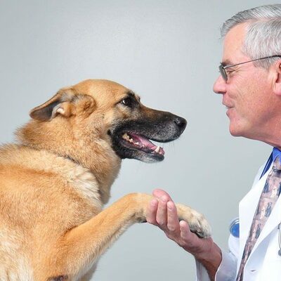 Timeline: Antecedentes Históricos de la Etología Veterinaria