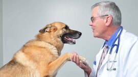 Timeline: Antecedentes Históricos de la Etología Veterinaria