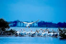 Pelican Island