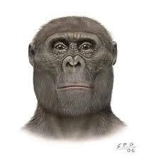 Paranthropus aethiopicus