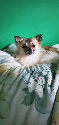 Adopted my first dog