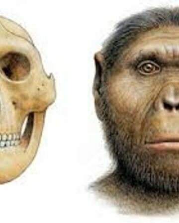 Paranthropus robustus