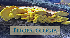 Timeline: Paralelismo Entre La Medicina Y La Fitopatología