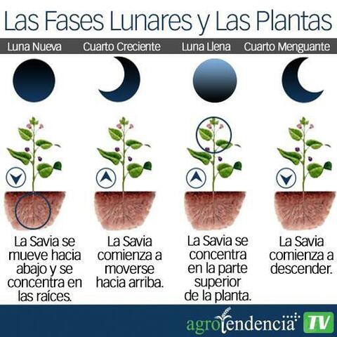 La teoría cósmica o sideral.