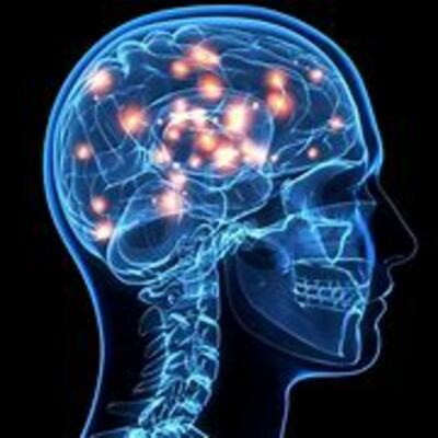 Timeline: La Evolución del Cerebro