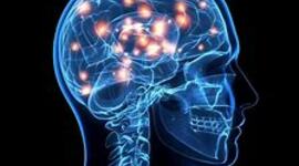Timeline: La Evolución del Cerebro