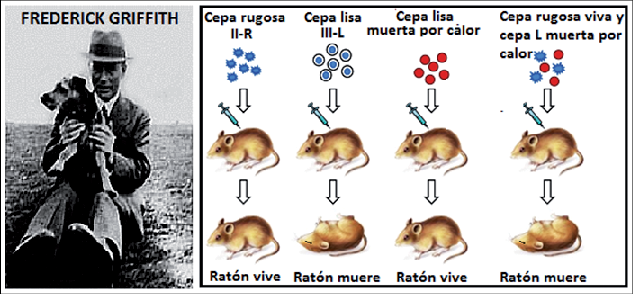 Frederick Griffitch (1879-1941)