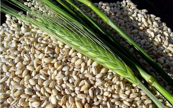 Detección de primeras enfermedades en plantas