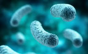 Lactobacillus y la agricultura