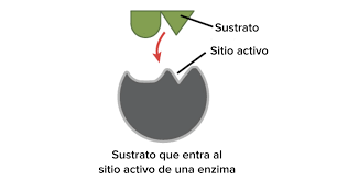 Las enzimas son catalizadores