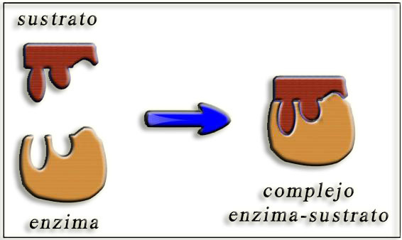 Fischer propuso el modelo de candado y llave