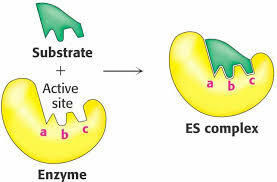 Unión sustrato-enzima para la catálisis