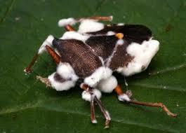 Bassi observó un hongo