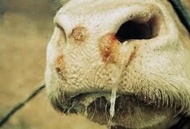 Erradicación de la fiebre aftosa