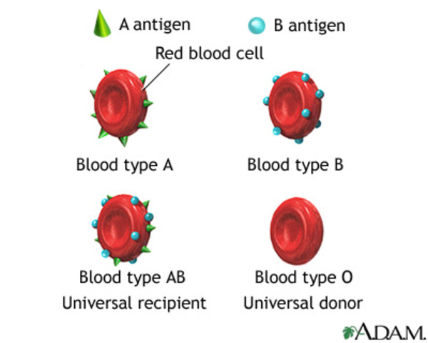Blood Groups
