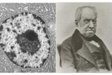 Nucli de la cèl·lula