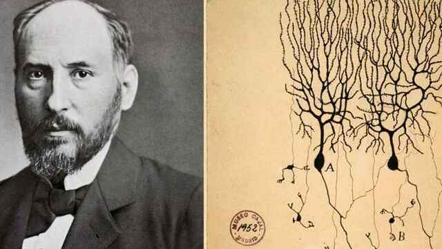 La neurona de S.Ramón i Cajal
