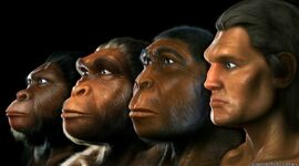 Timeline: LA EVOLUCIÓ HUMANA