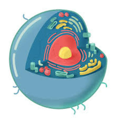 Timeline: Teoría celular