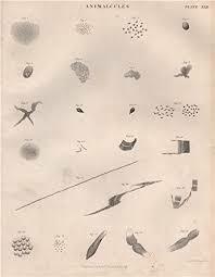 El primer microscopio de Anton van Leeuwenhoek