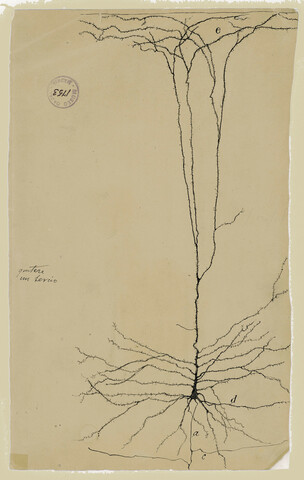 La teoría neuronal de Ramón y Cajal