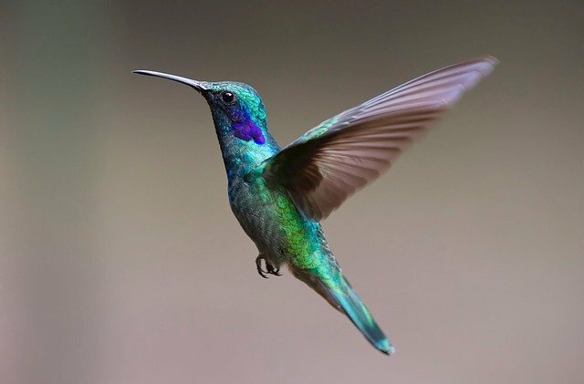 Hummingbird (maj algo)
