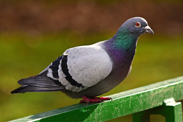 Pigeon (maj algo)
