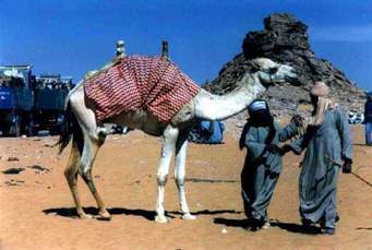 i beduini arrivano alla Spagna.