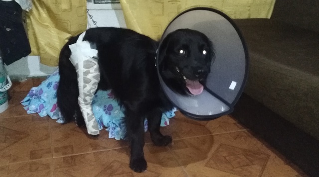 My dog ​​was fractured