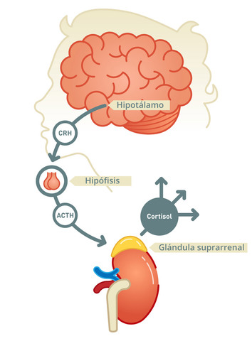 Corteza Adrenal