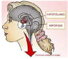 Hormonas Hipotalámicas