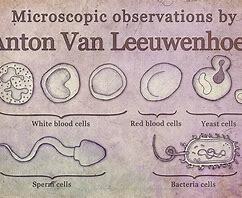 Anton Van Leeuwenhoek
