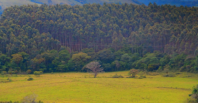 Meeting of the birds.