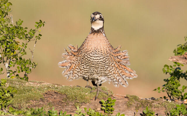 First valley: The doubt.