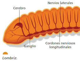 Origen de los Cordones Nerviosos