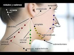 Surgimiento de la cadena ganglionar