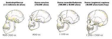 Características Cerebrales de los Homínidos