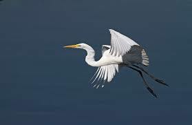 Second Valley: False Dreams.