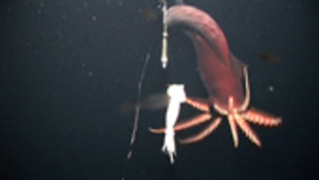 Monster squid found