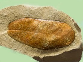 Pliocè (5 Ma - 1,8 Ma)