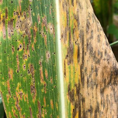 Timeline: Historia de la fitopatología - Carlos Daniel Guevara